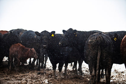 T-bone Steak - Default