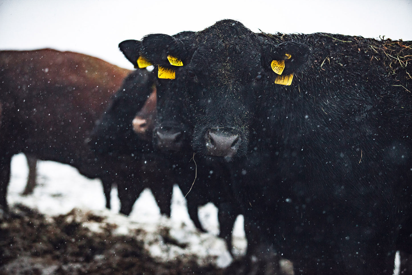 T-bone Steak - Default