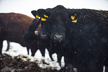 T-bone Steak - Default