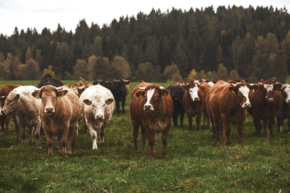 T-bone Steak - Default